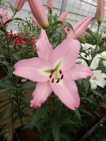 [5221 Pink Step VZ No01.JPG]